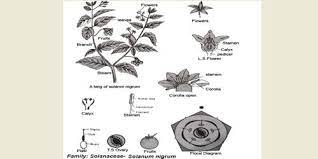 مقاله در مورد خانواده سولاناسه Solanaceae