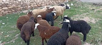 کارآفرینی پرورش 100 راس گوسفند