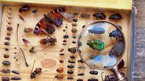 مقاله فارسی مبارزه با حشرات