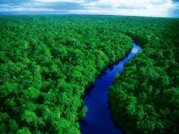 مقاله فارسی ويژگيهاي چوب درختان جنگلهاي آمازون