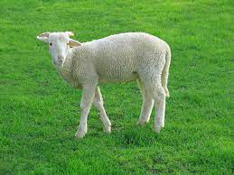 مقاله فارسی پرورش گوسفند