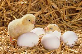 مقاله فارسی تأثیر اندازه تخم مرغ روی حرارت تولیدی و انتقال انرژی از تخم مرغ به جوجه ها