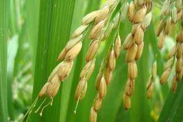 مقاله فارسی خصوصيات گياه برنج