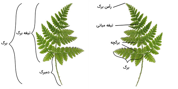 مقاله فارسی شاخه سرخس ها