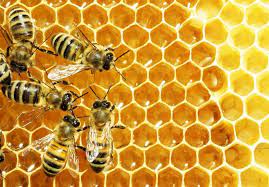 مقاله کامل مراحل تولید عسل