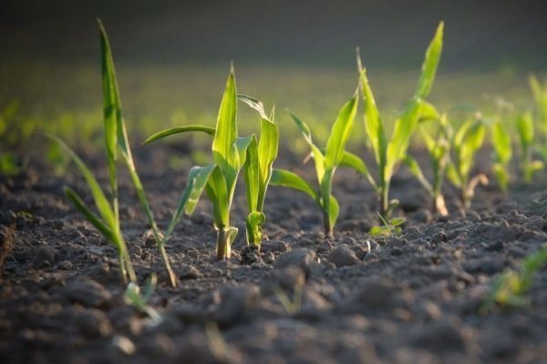 مقاله کامل اكولوژي گياهان زراعي