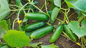 مقاله فارسی خیار Cucumber