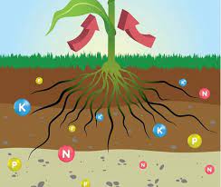 مقاله کامل تغذیه گیاهان و رابطه آب - خاک - گیاه