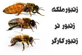 مقاله فارسی زنبور ملکه - کارگر- زنبور نر