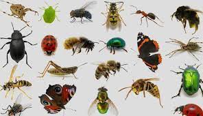 مقاله کامل حشرات