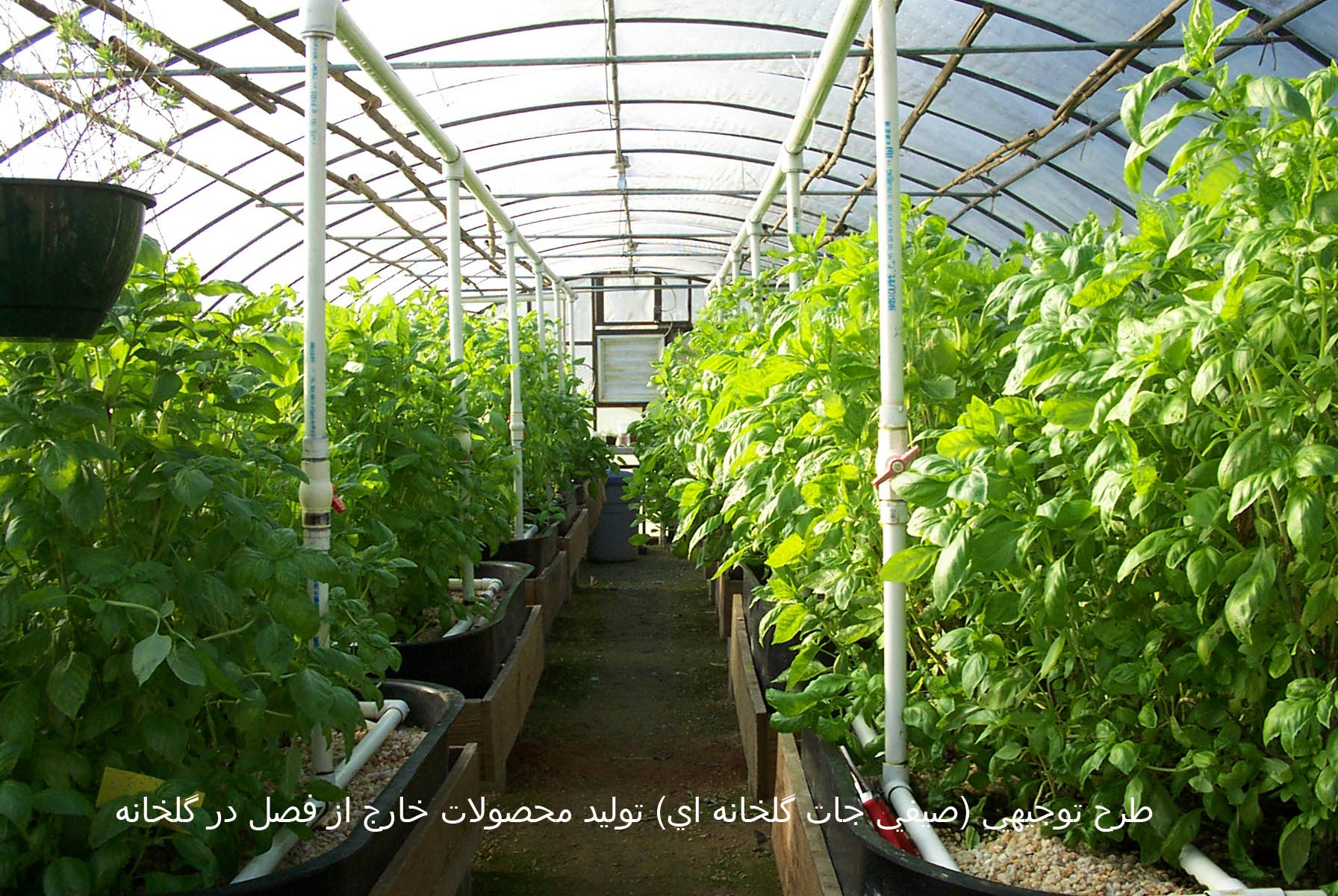 طرح توجيهي (صيفي جات گلخانه اي) توليد محصولات خارج از فصل در گلخانه