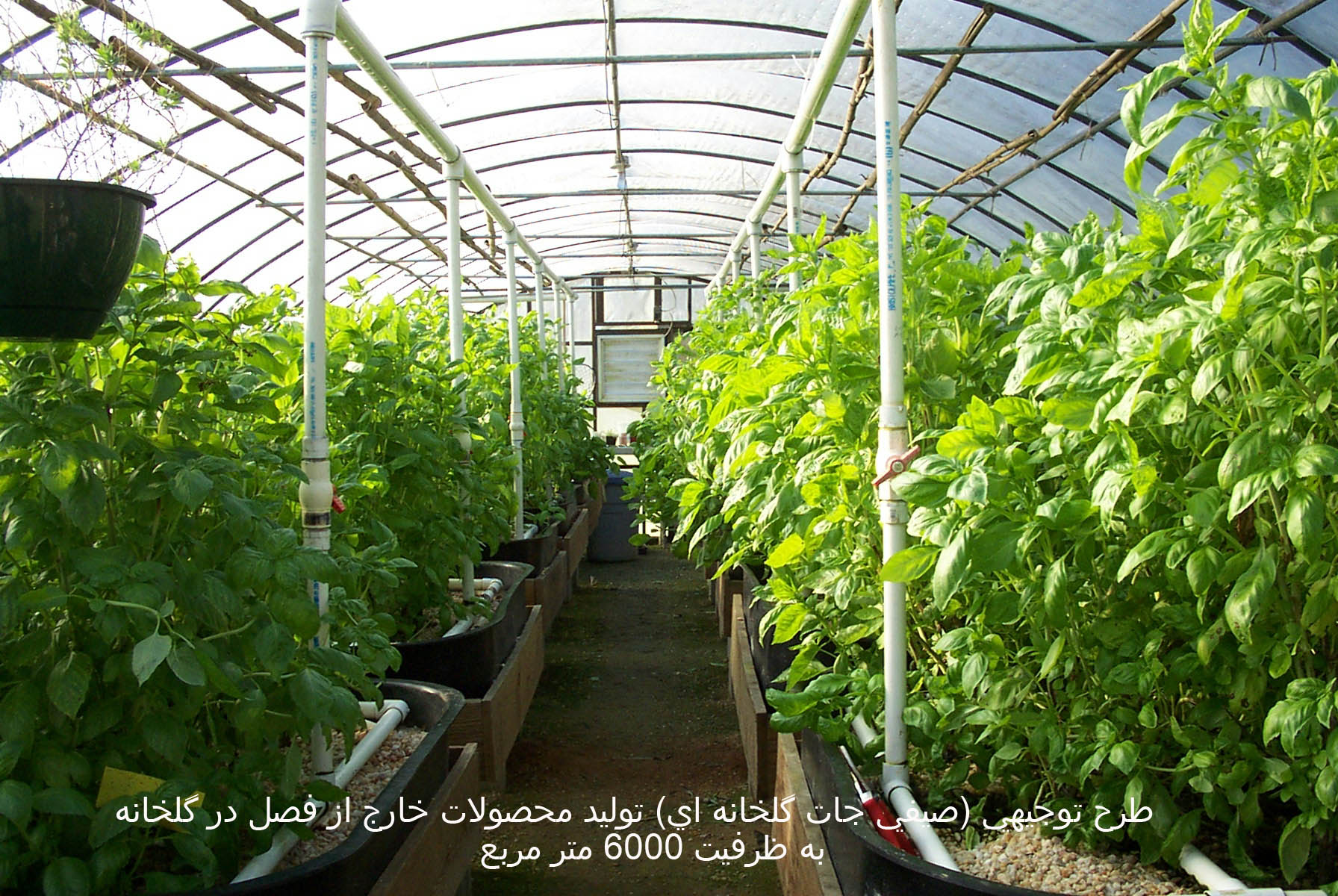 طرح توجيهي توليد محصولات خارج از فصل در گلخانه به ظرفيت 6000 متر مربع