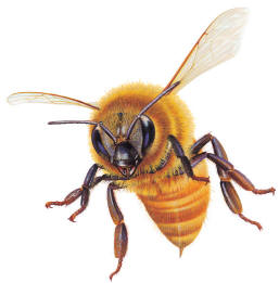 طرح توجیهی پرورش و نگهداري زنبور عسل 1000 کندو