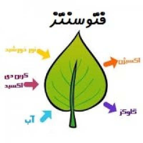 مقاله فتوسنتز، تنفس و تعرق