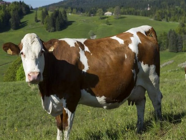طرح 50 راسی گاو شیری