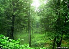پاورپوینت جنگل، محیط زیست و اقتصاد در جنگل