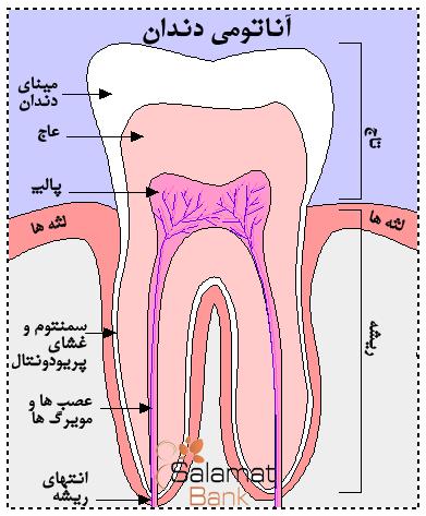 تحقیق آناتومي دندان