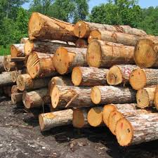 تحقیق و پژوهش در مورد چوب