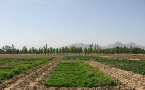 کارآموزی زراعت و اصلاح جهاد كشاورزي شهرستان مينودشت بخش گاليكش نبات