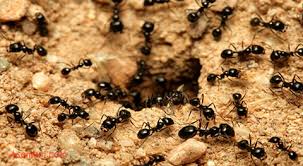 پاورپوینت الگوریتم کلونی مورچه ها و الگوریتم ترکیبی فرا ابتکاریی 