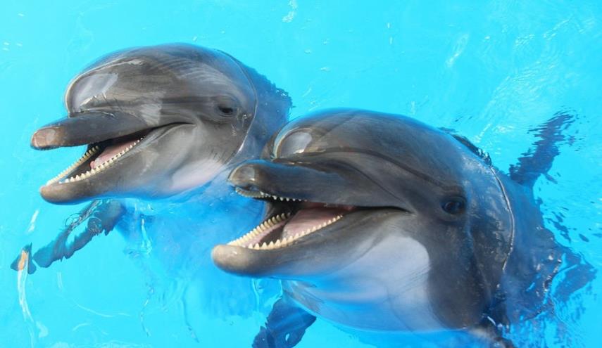 تحقیق در مورد دلفين ها