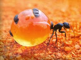 پاورپوینت کلیاتی ازکلونی مورچه ها حشرات اجتماعی