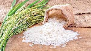 مقاله کامل برنج