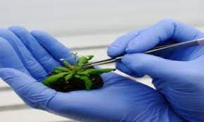 مقاله کامل روشهاي سنتي اصلاح نباتات مبتني بر دستكاري ساختار ژنتيكي