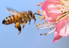 مقاله کامل زنبور عسل